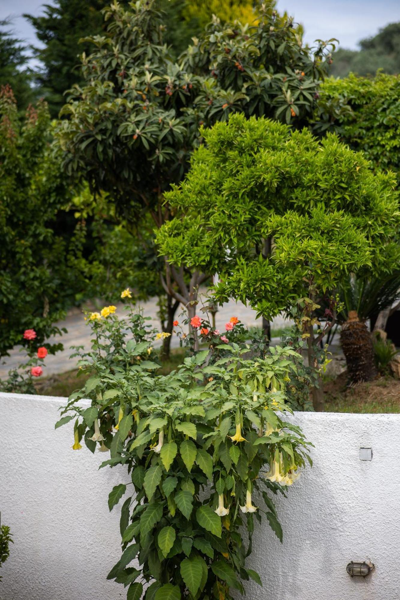 אפיסוס Seralis Pelion מראה חיצוני תמונה